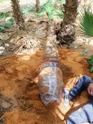 نخيل واشجارتقليع وترتيب 7