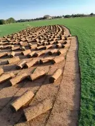 ثيل سي الفين علي الشرط 0