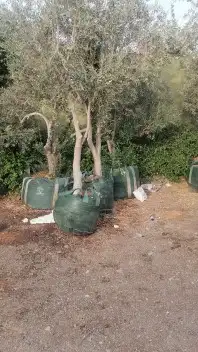 أشجار نادره أشجار الزيتون أشجار النخيل ورود صيف وشتاء 0