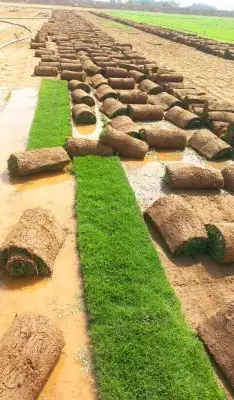 نجيله طبيعي 2