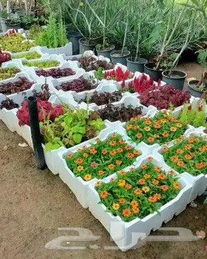 نخيل واشجارتقليع وترتيب 9