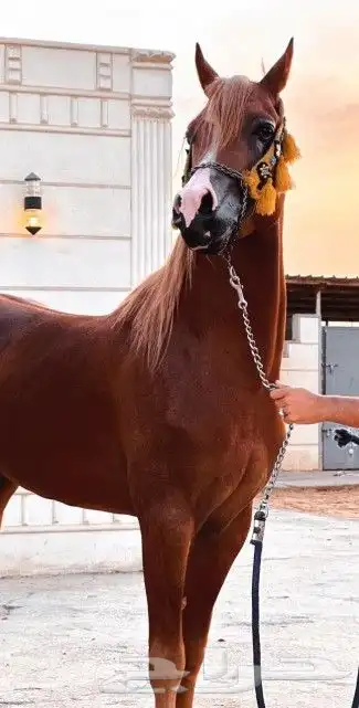 رشمة مع مقود خيل جمال 1