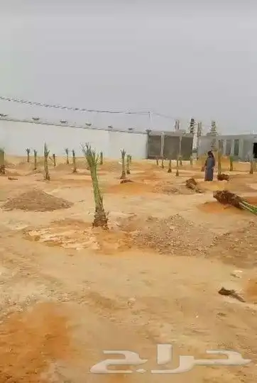 لجميع أعمال النخيل و الواشنطن 7