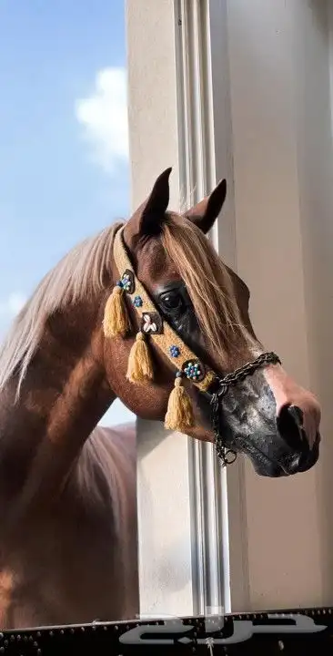 رشمة مع مقود خيل جمال 2