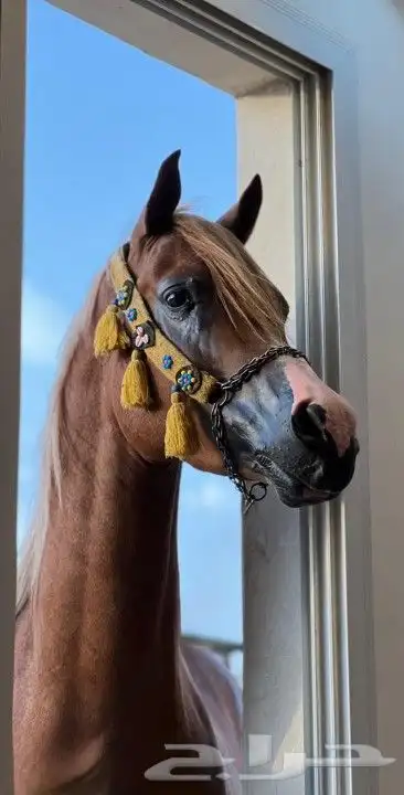 رشمة مع مقود خيل جمال 0