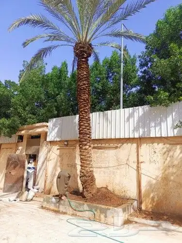 نخيل واشجارتقليع وترتيب 6