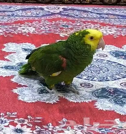 دبل يلو هيد ماقنا بيور شرط حجم سوبر جامبو ( تم البيع ) 4