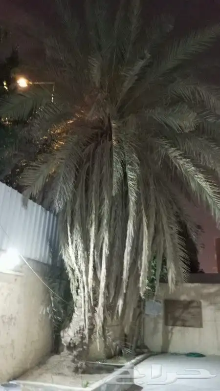 نخيل واشجارتقليع وترتيب 5