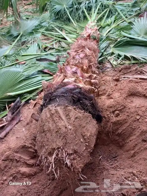 لجميع أعمال النخيل و الواشنطن 5