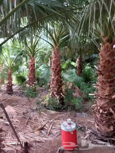 لجميع أعمال النخيل و الواشنطن 4