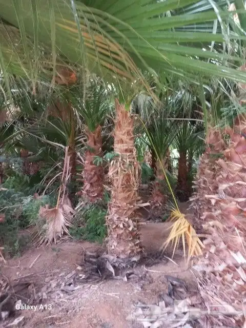 لجميع أعمال النخيل و الواشنطن 0