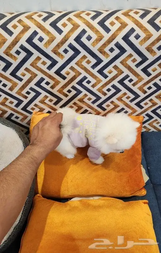 كلب بومرينيان تي كب ابيض للبيع 3