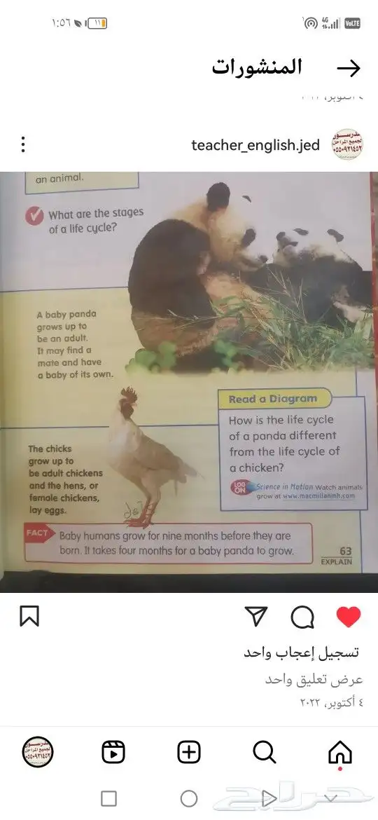 مدرس انجلش تأسيس و متابعه جميع المراحل 0