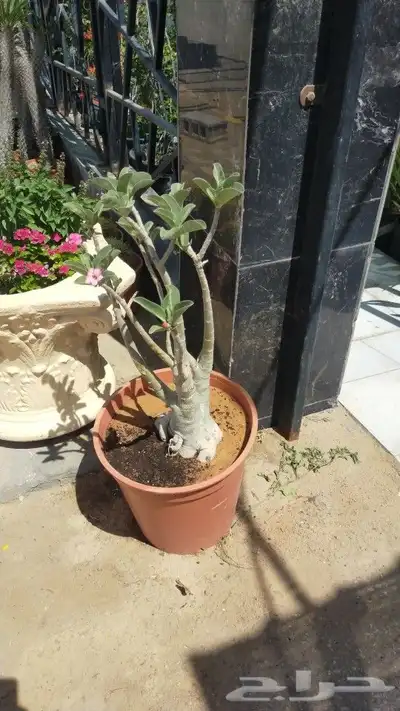 ابو يوسف 3