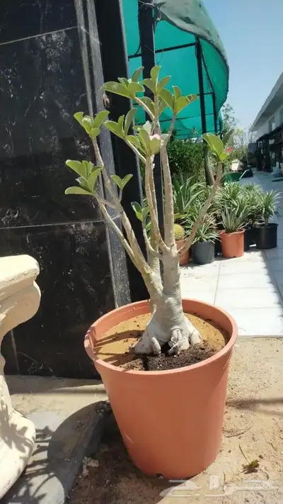 ابو يوسف 2