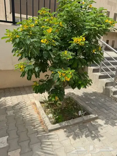 ابو يوسف 0