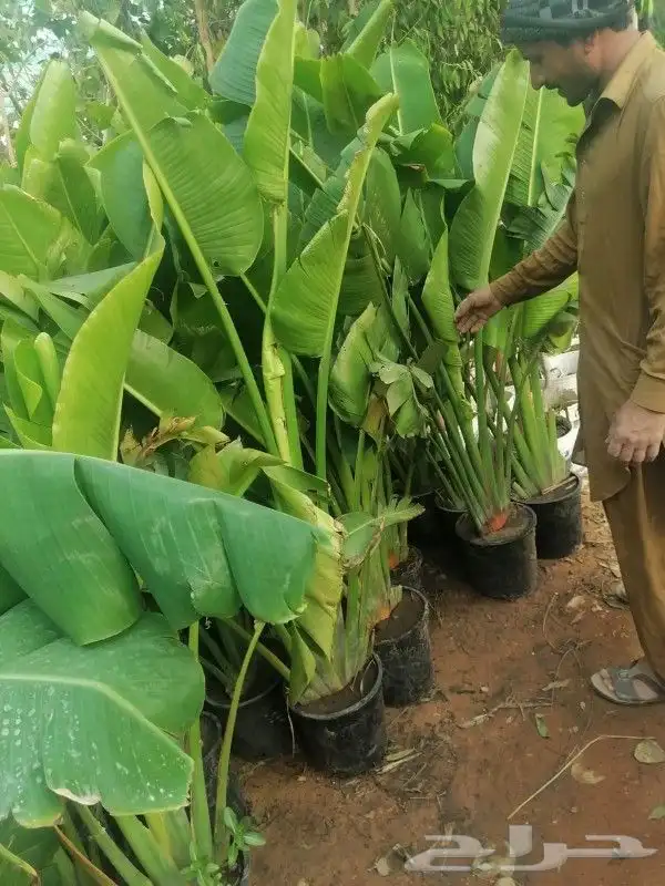 أشجار نادره أشجار الزيتون أشجار النخيل ورود صيف وشتاء 8