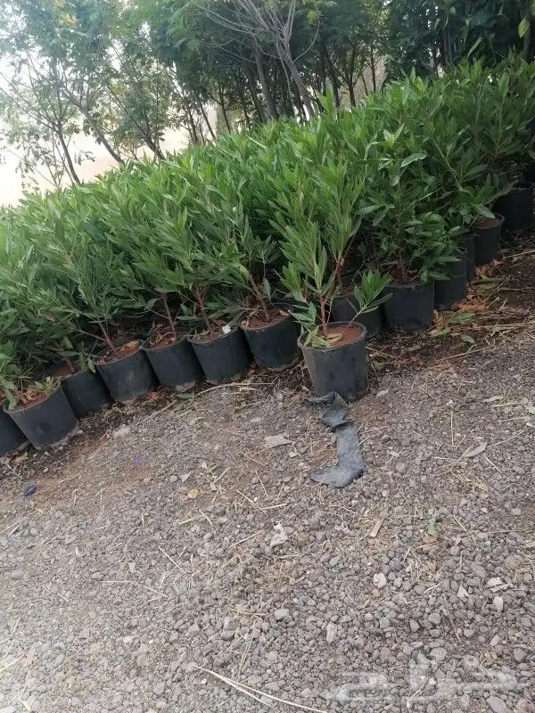 أشجار نادره أشجار الزيتون أشجار النخيل ورود صيف وشتاء 5