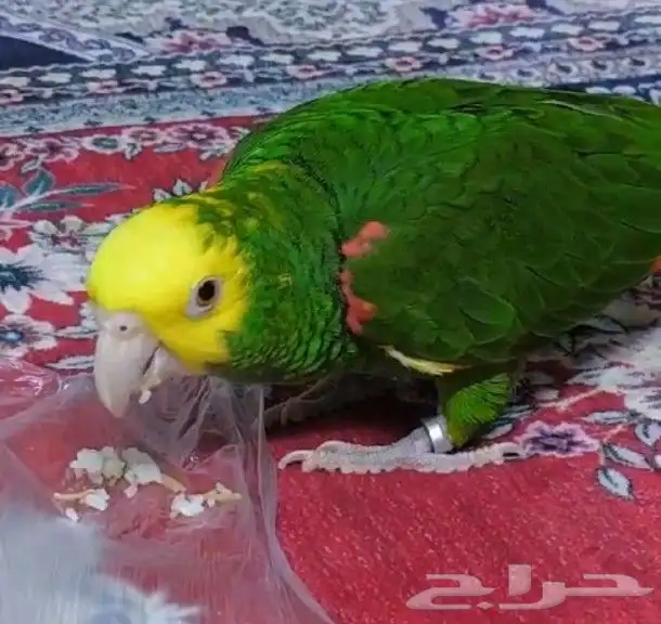 دبل يلو هيد ماقنا بيور شرط حجم سوبر جامبو ( تم البيع ) 7