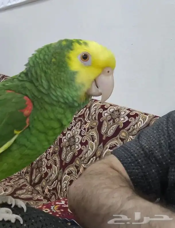 دبل يلو هيد ماقنا بيور شرط حجم سوبر جامبو ( تم البيع ) 5