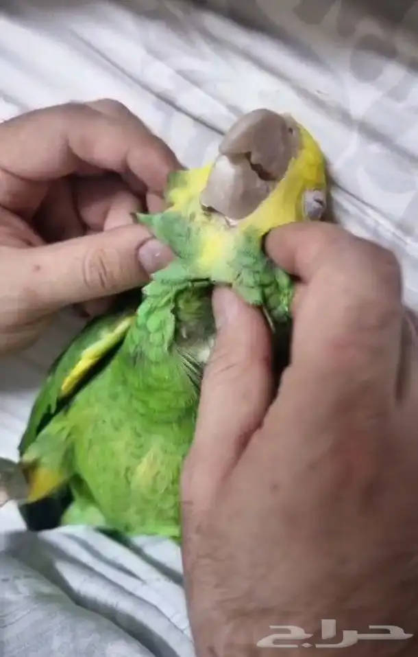 دبل يلو هيد ماقنا بيور شرط حجم سوبر جامبو ( تم البيع ) 3