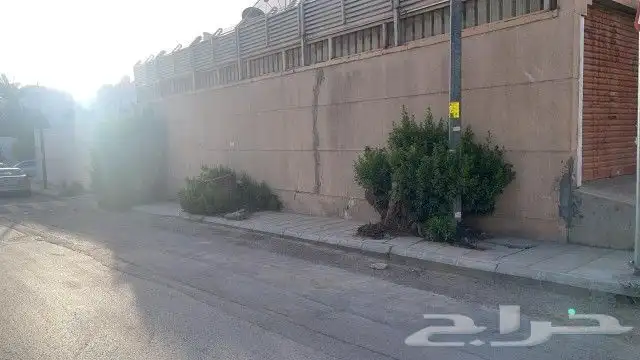 نخيل واشجارتقليع وترتيب 0