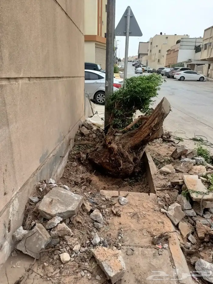 نخيل واشجارتقليع وترتيب 2