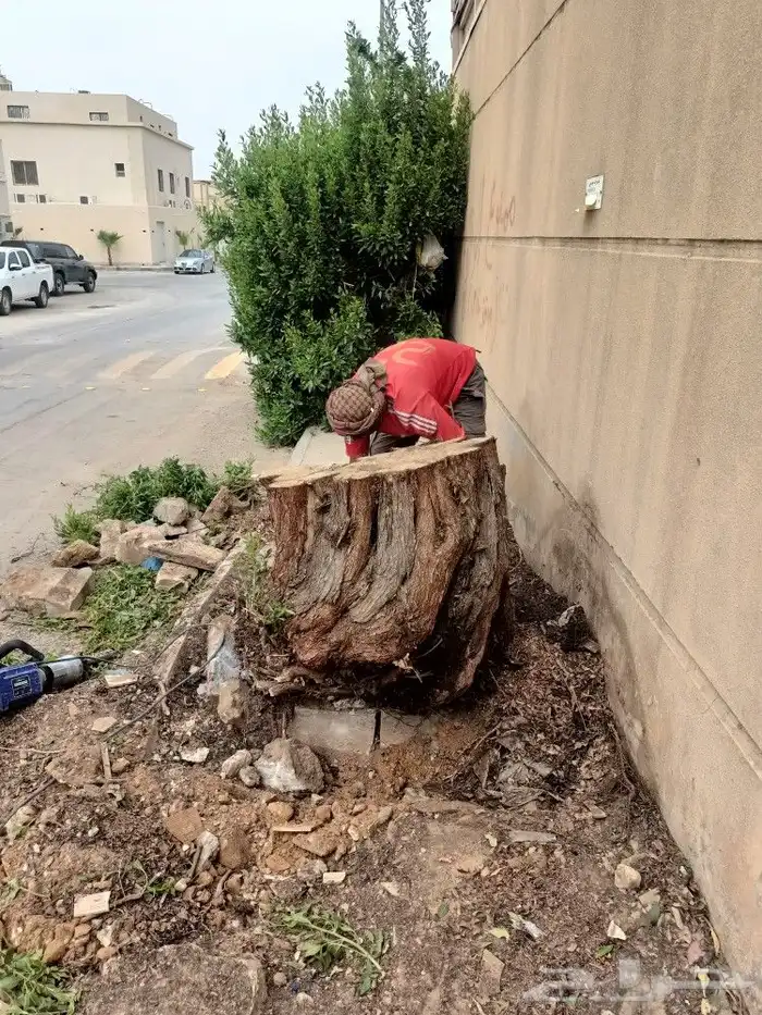 نخيل واشجارتقليع وترتيب 1