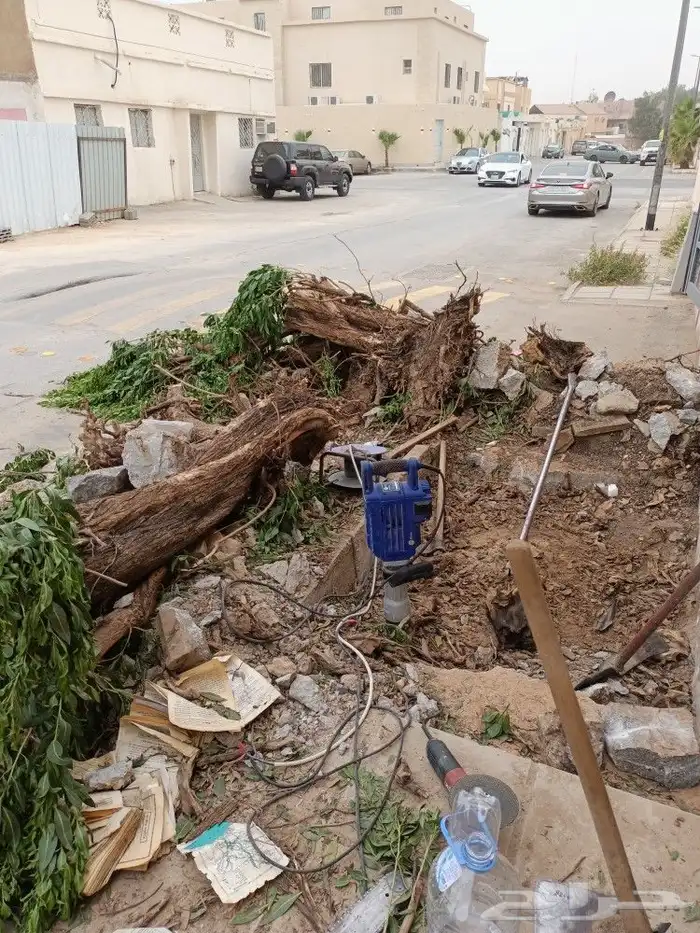 نخيل واشجارتقليع وترتيب 4