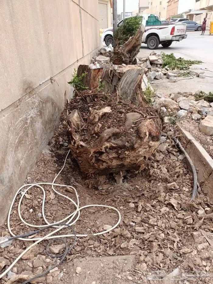 نخيل واشجارتقليع وترتيب 3