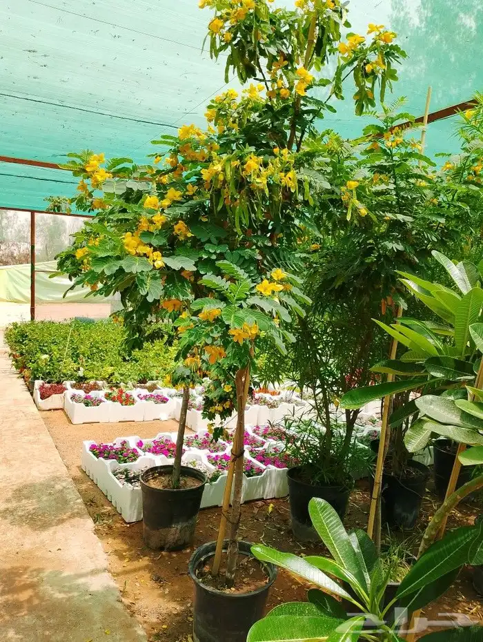 أشجار نادره أشجار الزيتون أشجار النخيل ورود صيف وشتاء 4