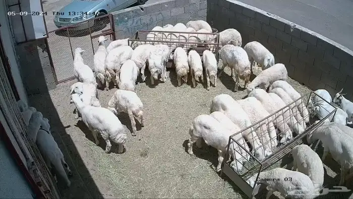 طليان وتيوس جبر ووسط وصغير 0