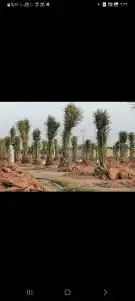 لدينا جميع انواع النخيل فروخ وزيتون 5