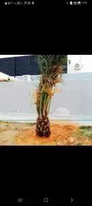 لدينا جميع انواع النخيل فروخ وزيتون 4