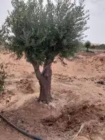 لدينا جميع انواع النخيل فروخ وزيتون 7