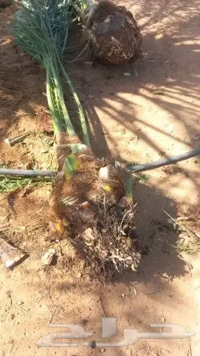 لدينا جميع انواع النخيل فروخ وزيتون 3