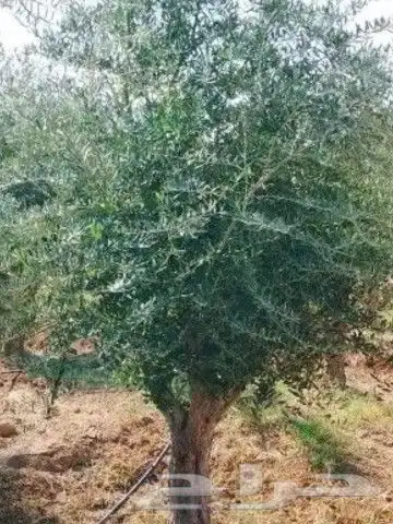 اشجار وطلح 0