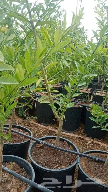 مشتل هدف العربيه لجميع انواع الأشجار اسعار مناسبه ومقسات مخ 6