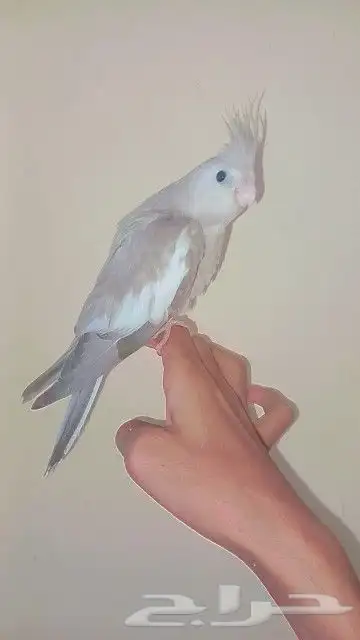 فرخ كروان أليف معا الكبار و الصغار 0