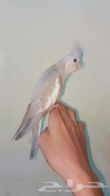 فرخ كروان أليف معا الكبار و الصغار 2