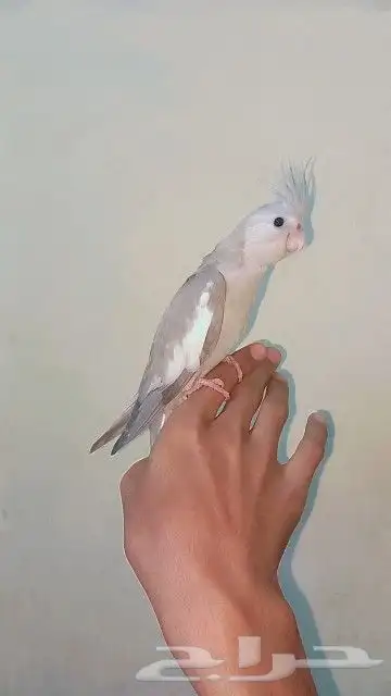 فرخ كروان أليف معا الكبار و الصغار 1