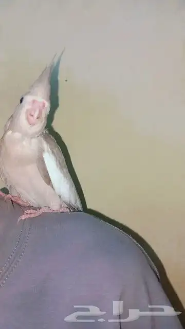 فرخ كروان أليف معا الكبار و الصغار 3