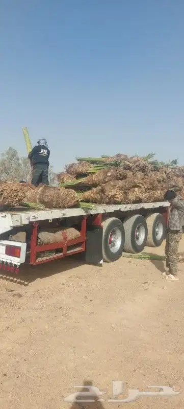 لدينا جميع انواع النخيل فروخ وزيتون 1