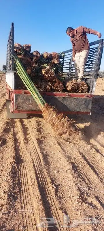 لدينا جميع انواع النخيل فروخ وزيتون 2