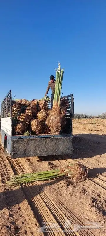 لدينا جميع انواع النخيل فروخ وزيتون 0