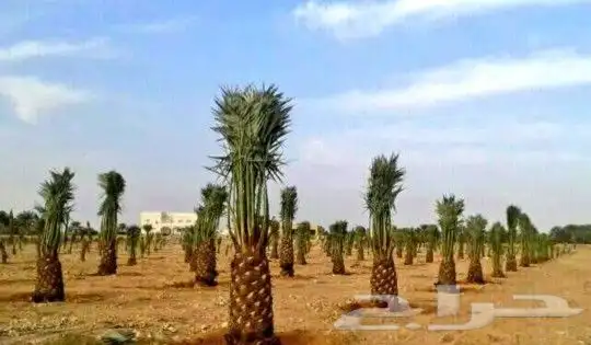 توريد وتركيب شبوك المزارع والاراضي البيضاء بكل المقاييس 4