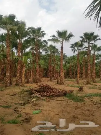 توريد وزراعه نخيل واشنطني و النخل العربي 2