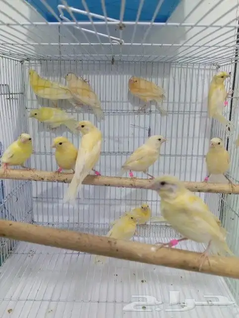 فرخ فروخ كناري سوري(تم البيع) 1