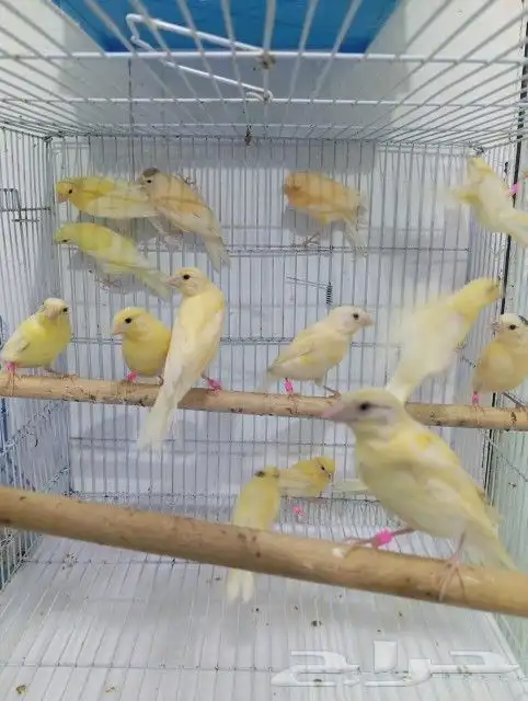 فرخ فروخ كناري سوري(تم البيع) 0