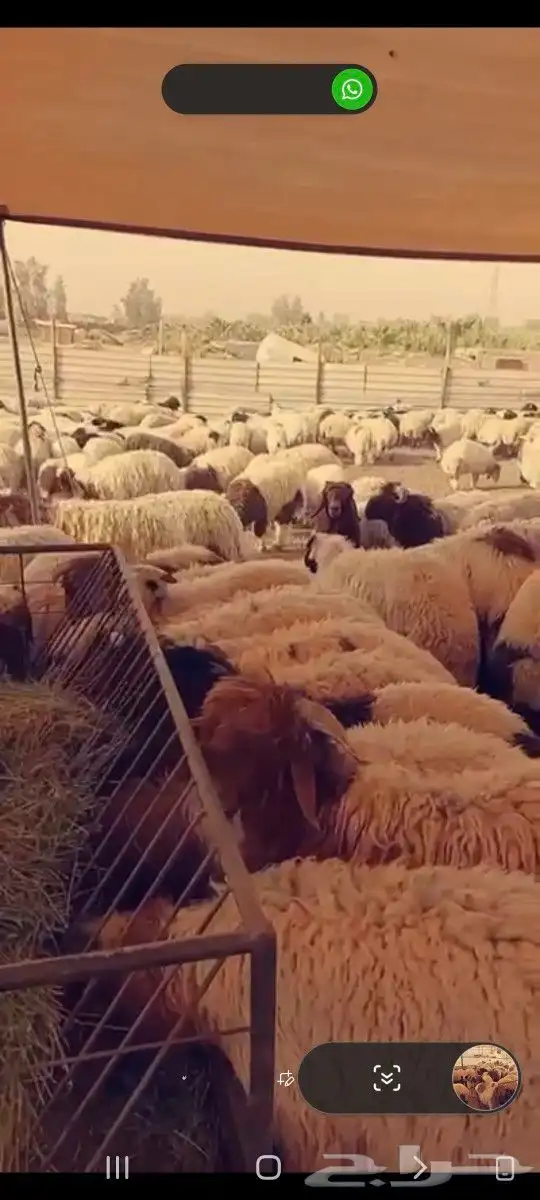 ذبايح ابو عبدلله 0